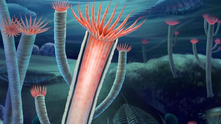 Artist's reconstruction of Gangtoucunia aspera as it would have appeared in life on the Cambrian seafloor, circa 514 million years ago. The individual in the foreground has part of the skeleton removed to show the soft polyp inside the skeleton.