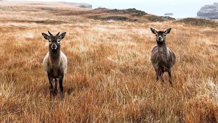 Two red deer standing and looking towards the camera, on a grassy clifftop on the Isle of Rum, Scotland

Credit: Greg Albery