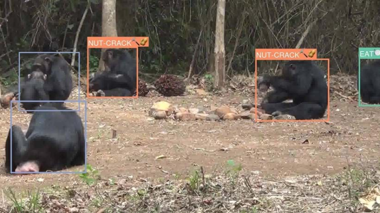 Chimpanzees caught on camera trap footage labelled with different behaviours.