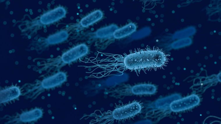 A generic picture of E. coli bacteria
