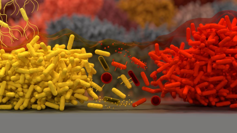Artist's impression of bacteria attacking each other.