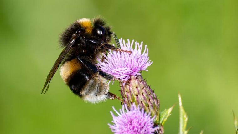 A bumblebee nectaring on a thistle flower