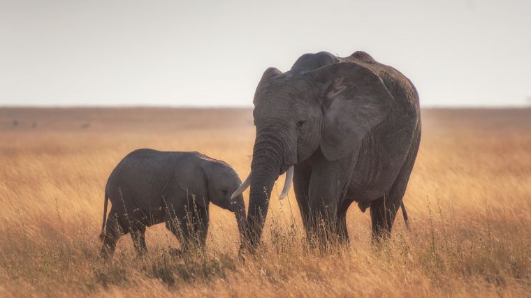 African elephant mother and calf in grassland, in the Serengeti, Tanzania