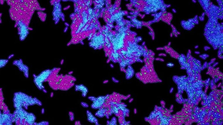 Microscopy image of two fluorescent strains of Pseudomonas aeruginosa bacteria