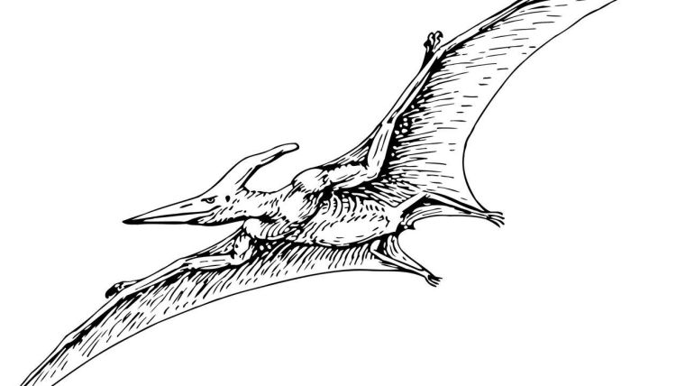 Pterodactyl drawing