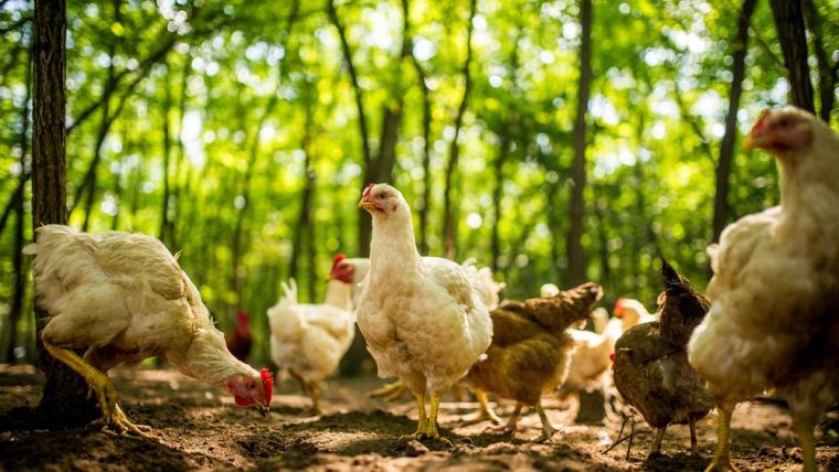 Free range chickens outdoors on a traditional poultry farm. Source: Shutterstock