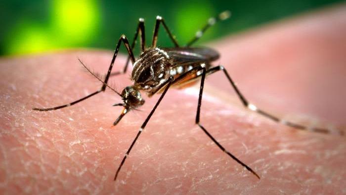 A mosquito that transmits Yellow Fever