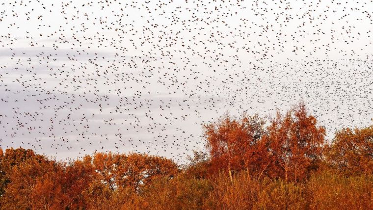 A sky full of starlings over trees