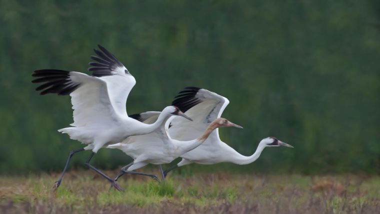 A whooping crane family of two adults and one juvenile running as they prepare for takeoff