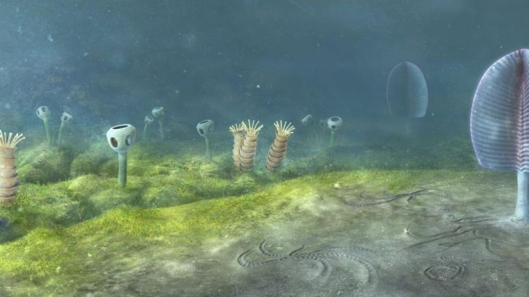 Reconstruction of the Ediacaran seafloor from the Nama Group, Namibia, showing early animal diversity