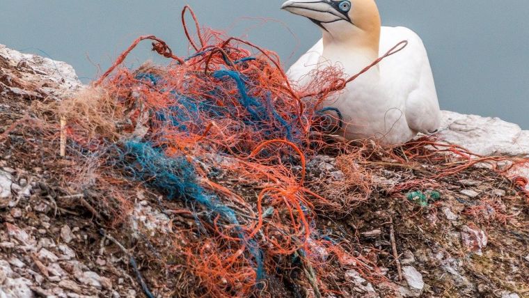 A gannet on a rock next to a tangle of fishing net