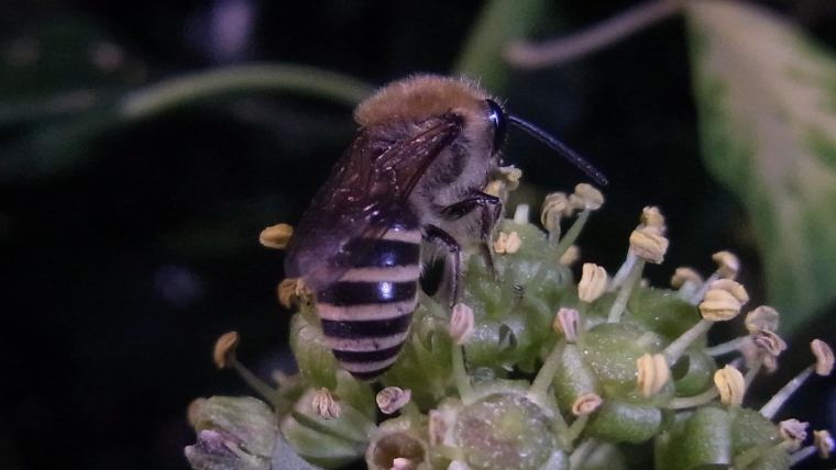 An Ivy Bee, Colletes hederae, feeding on ivy flowers