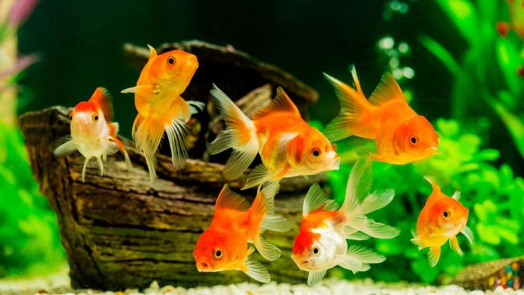 Goldfish swimming in a tank