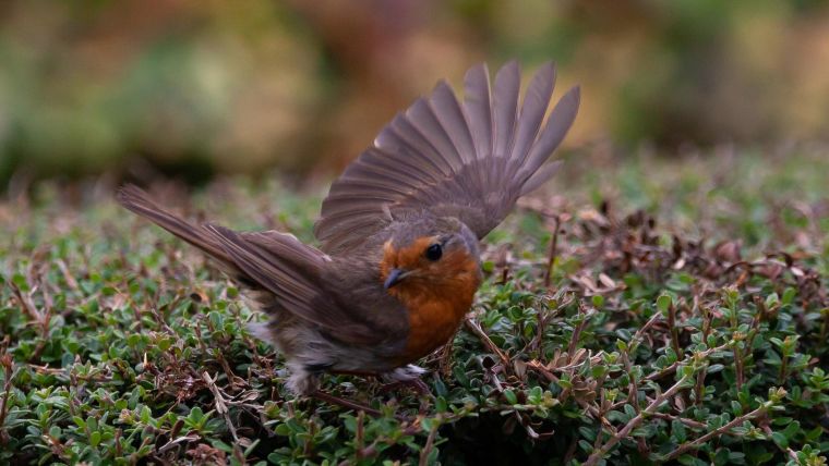 A robin taking flight