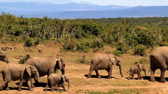 A herd of African elephants