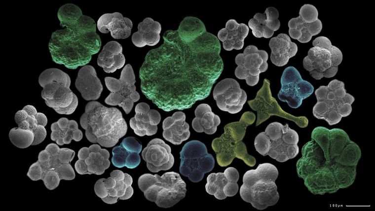 Shells of modern-day planktonic foraminifera