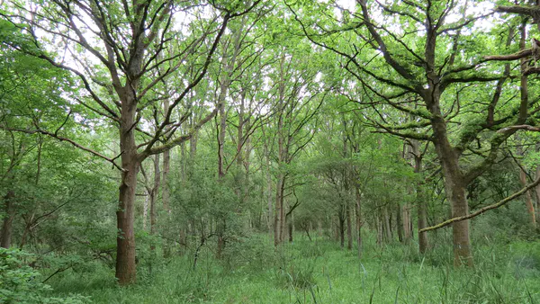 The Monks Wood Wilderness in 2021, after 60 years of natural regeneration