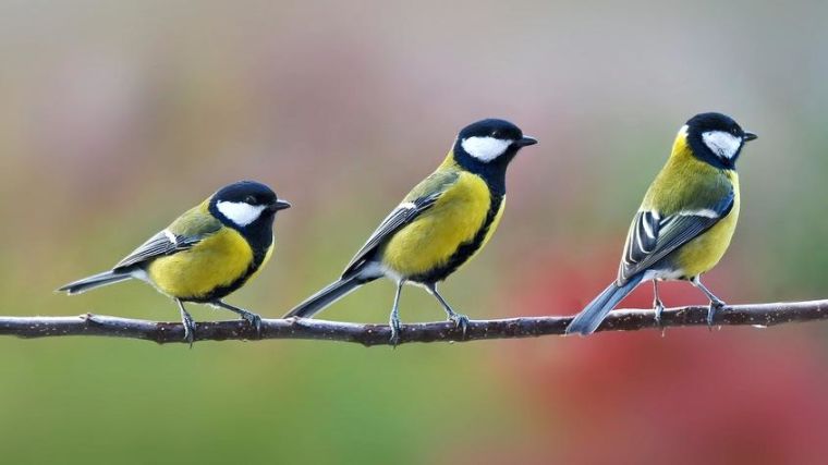 Three Great Tits on a branch