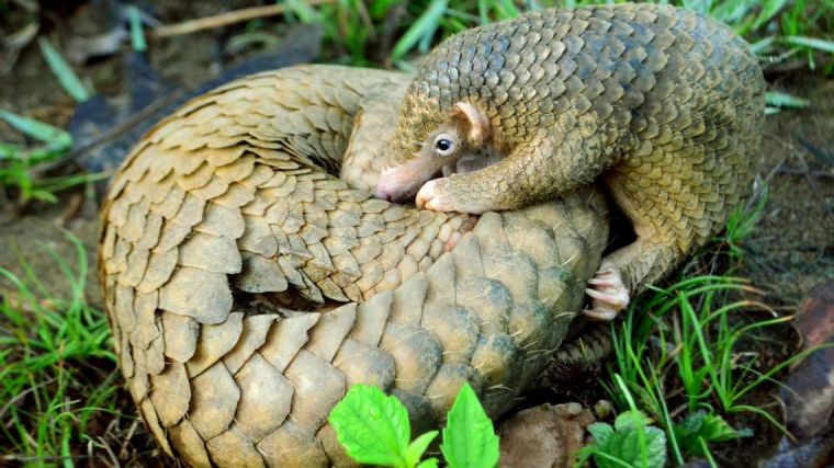 A Philippine Pangolin pup nudges its mother, rolled up in a protective ball.