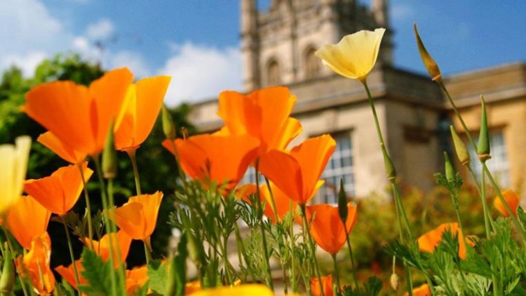 Orange flowers in a meadow, with University of Oxford buildings in the background