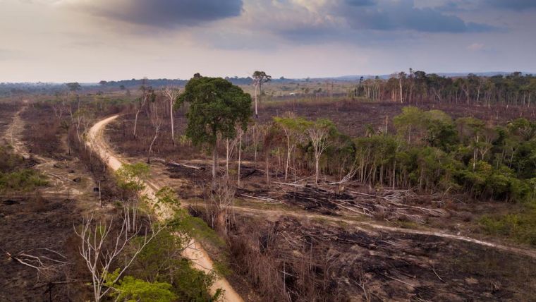Drone aerial view of deforestation in the Amazon rainforest. Trees cut and burned on an illegal dirt road to open land for agriculture and livestock in the Jamanxim National Forest, Para, Brazil.