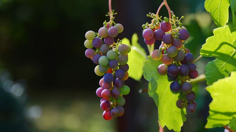 The image shows grapes growing on vines