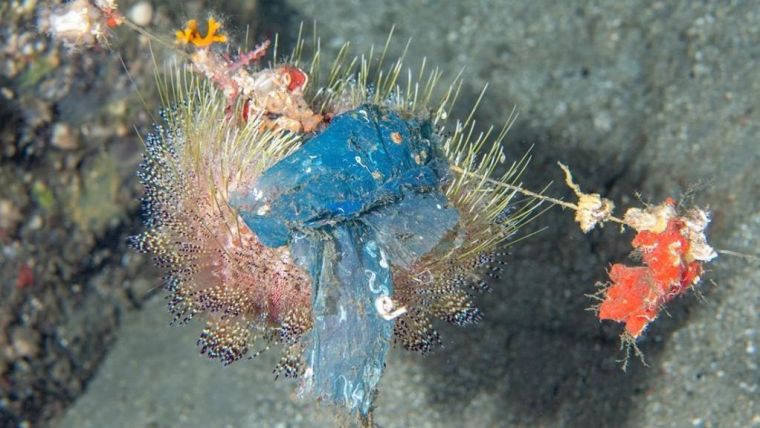 Sea urchin, Asthenosoma varium, entangled with fishing line while camouflaging itself with a plastic bag at 130m depth in the Philippines.