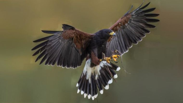 A Harris hawk braking in mid-air before perching
