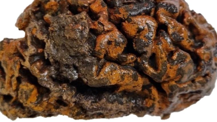 The 1,000 year-old brain of an individual excavated from a churchyard. The folds of the tissue, which are still soft and wet, are stained orange with iron oxides.