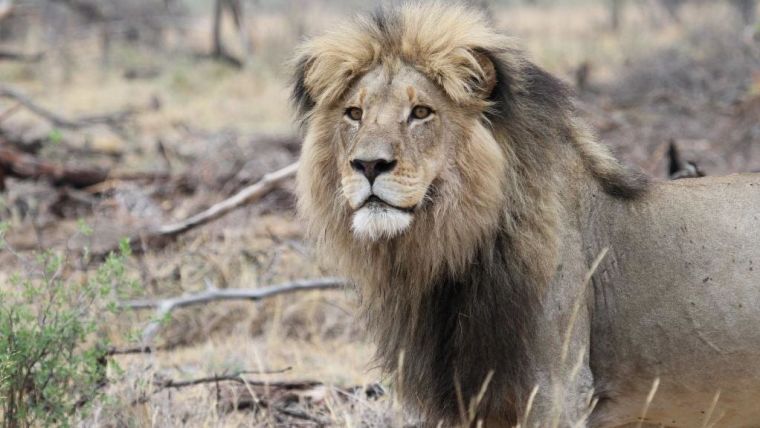Male lion standing in dry scrubland, looking at the camera