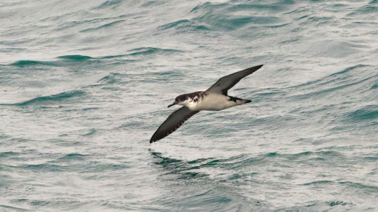 A Manx Shearwater gliding over the water