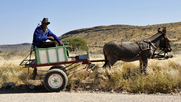 A working donkey pulling a farmer's cart
