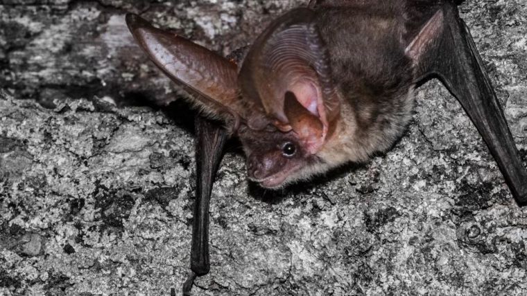 A Grey Long-eared Bat (Plecotus austriacus), one of the species that the study investigated.