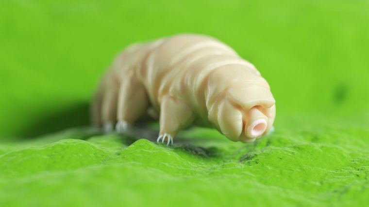 Artist's impression of a tardigrade
