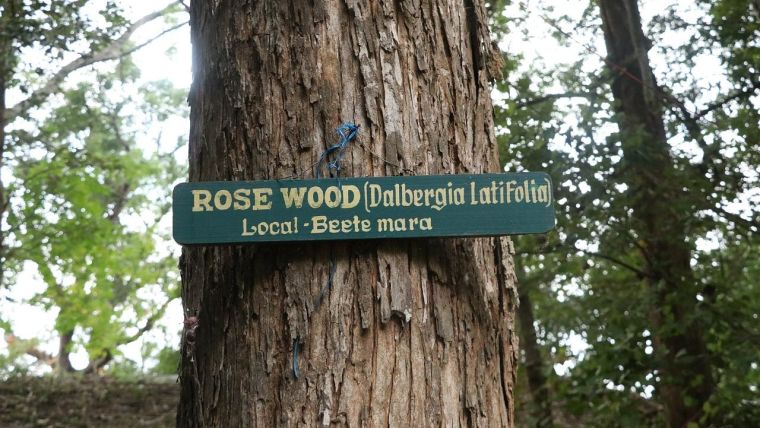 A Dalbergia rosewood tree with a label on the trunk