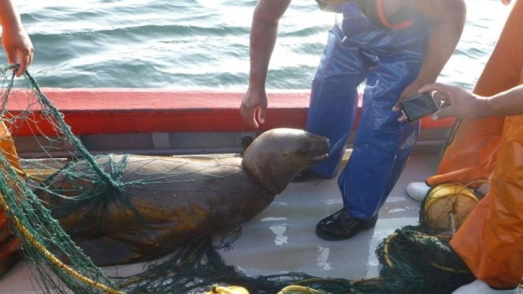A sea lion caught in a fishing net on the deck of a small fishing boat.