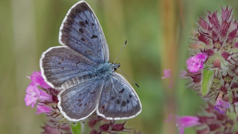 A Large blue butterfly feeding from a flower