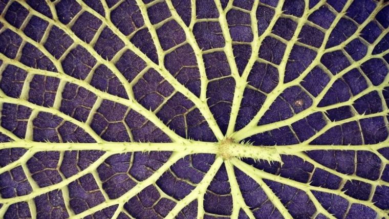 The underside of a giant Amazonian waterlily leaf
