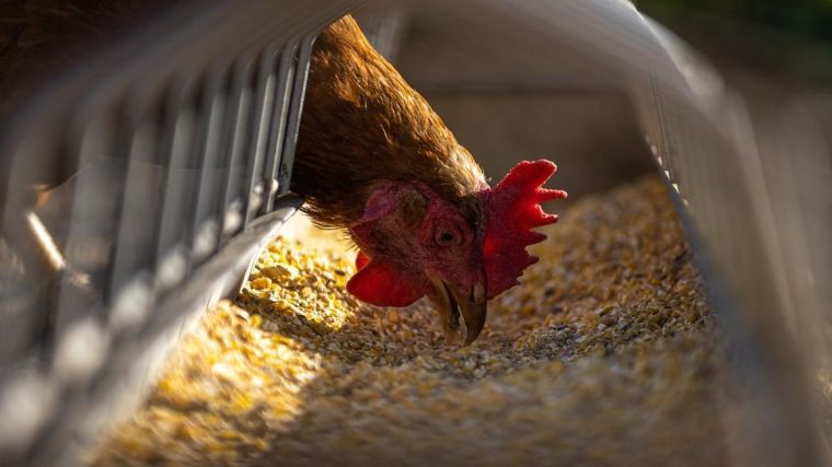 A farmed chicken eating seed from a trough