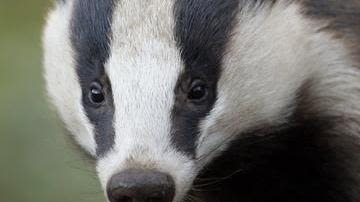 Photo of a badger, with a grass background