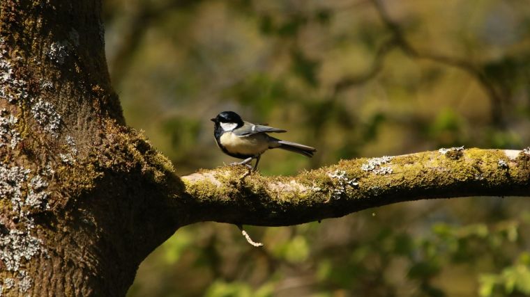 A great tit on a branch