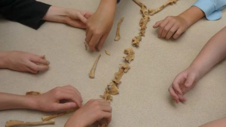 Children's hands assembling a skeleton